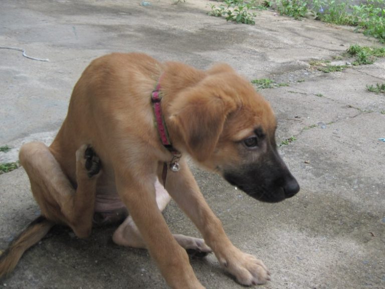 Image of dog scratching fleas