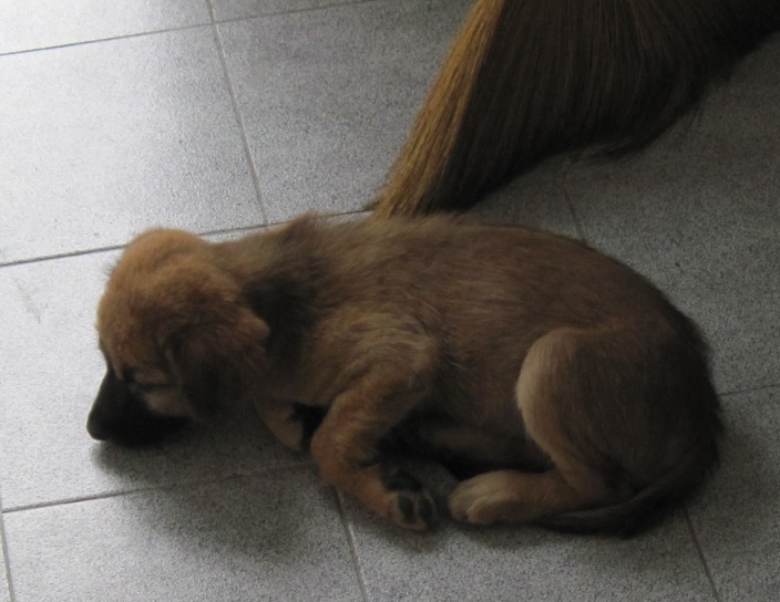 Image of a Small brown dog